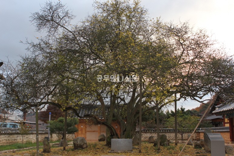 ▲ 사당앞 마당에 있는 400여년 된 탱자 나무