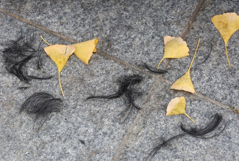 ▲ 공무원 해직자가 삭발한 머리카락이 낙엽 사이에 떨어져 있다.